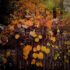 Painting Orange Leaves on a Fence, Abstracted