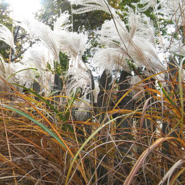 White Grasses in the Sun